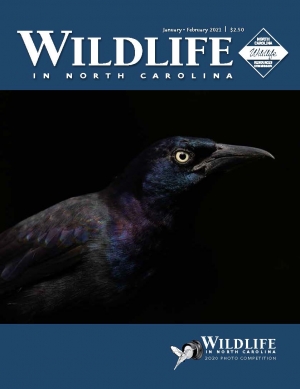 The winning photograph of the 2020 Wildlife in North Carolina Photo Competition was this common grackle taken by Matt Cuda of Tobaccoville with his Sony Alpha a7 III. The photo is featured on the cover of the January/February 2021 WINC issue.