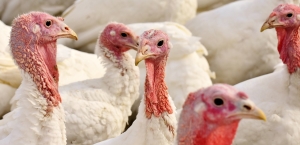 Two additional turkey farms test positive for High Path Avian Influenza; discovered in the increased surveillance zone