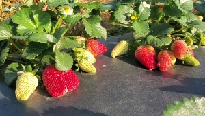 Lee Berry&#039;s strawberry crop was spared Wednesday morning&#039;s freezing temperatures.
