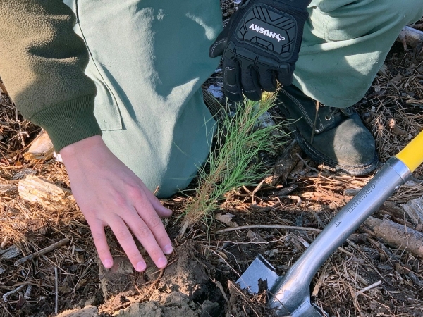 North Carolina Forestry Association and N.C. Forest Service promote Arbor Day and importance of planting trees