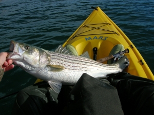 Temporary rule change for 2022 striped bass harvest recommended