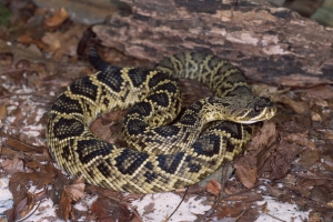 Eastern diamondback rattlesnakes and two other species of rattlesnake are protected by the N.C. Endangered Species Act.