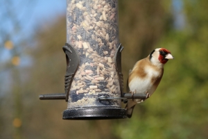 N.C. BIOLOGISTS: Salmonellosis likely linked to bird feeders