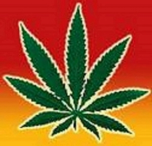 Image of Marijuana Plant