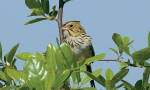 The Henslow&#039;s sparrow is considered endangered.