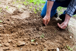 AG DEPARTMENT: Now is a good time to submit soil samples for lawn and garden