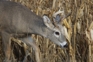 Free deer hunting and processing webinars offered this September