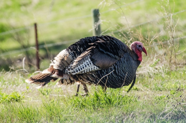 Free turkey hunting webinars offered in February