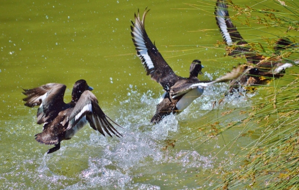 State agency officials urge safe waterfowl hunting