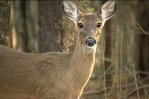 No Chronic Wasting Disease detected in N.C. deer herd