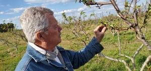 Jim Lambeth of Triple L Farms in Derby inspects his peach crop in 2021 ahead of a forecast freeze.