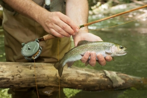 Rainbow trout is one of three trout species native to North Carolina.