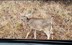 A deer stands by the road at Morrow Mountain State Park in Stanly County.