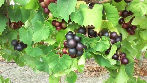 Chemical compounds in muscadine grapes effectively inhibit an important SARS-CoV-2 protease.