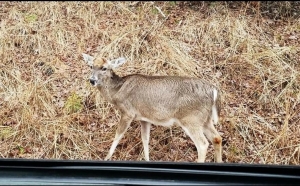 New Chronic Wasting Disease case confirmed in Virginia, N.C. officials ramp up surveillance