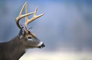 Increased monitoring for chronic wasting disease in full swing