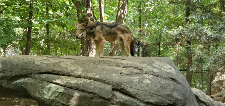 An endangered red wolf at the N.C. Zoo.