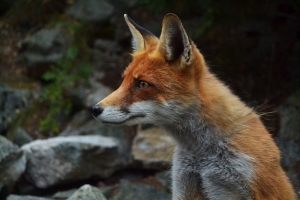 Health Department: Man bitten by rabid fox in Ellerbe