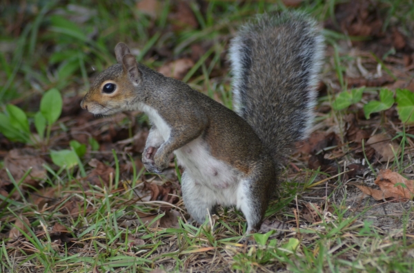 Free squirrel hunting webinar offered in january