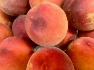 N.C. peach season kicks off summer